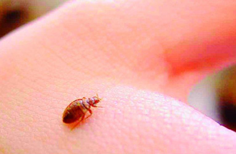 Uma praga chamada BED BUG
